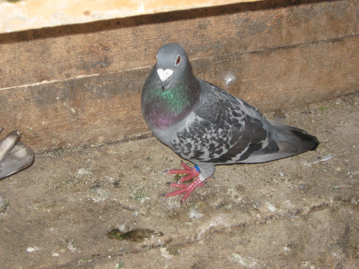 IMG_5657 - Porumbeii pe care i-am avut 2009-2011