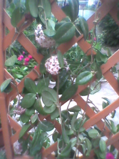 Imag0161 - Hoya - floarea de ceara