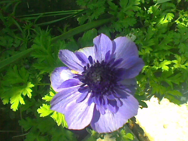 Imag009 - ANEMONE 2010