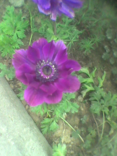 Imag0051 - ANEMONE 2010