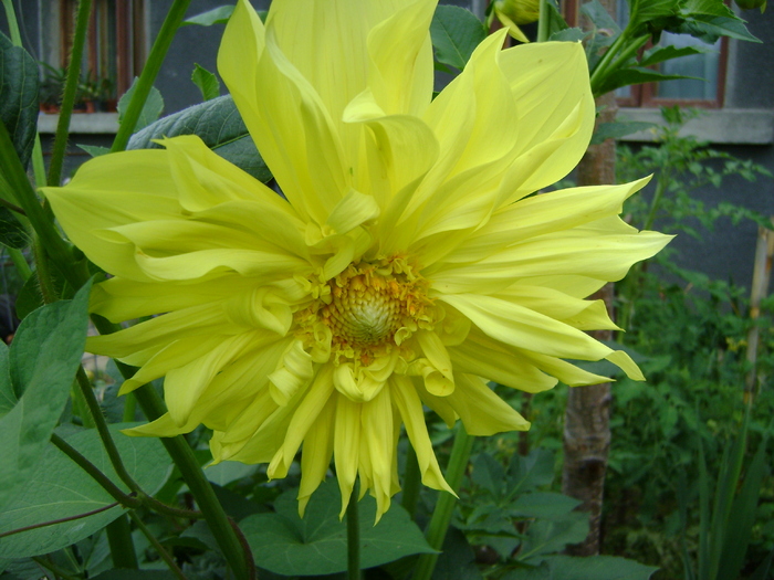 DSC07391