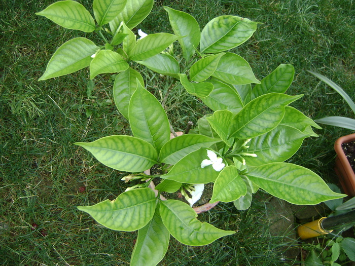 DSC07276 - Gardenia