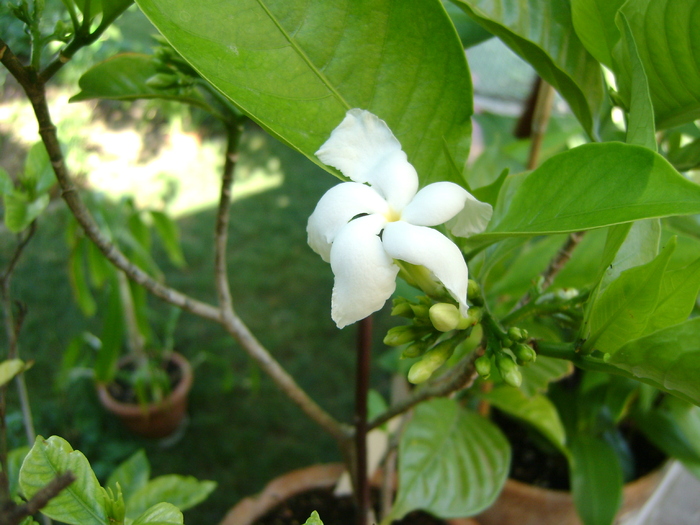 DSC07125 - Gardenia