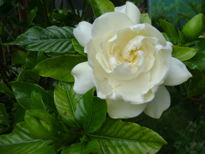 DSC07372 - Gardenia