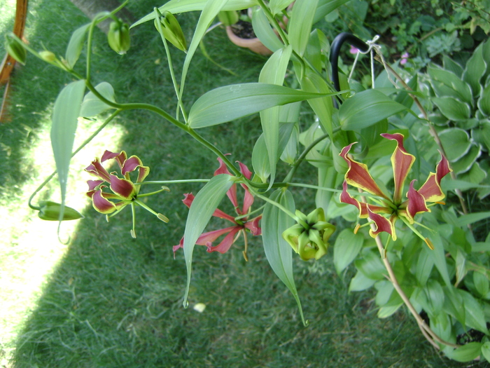 DSC07303 - Gloriosa