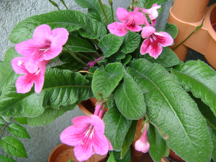 DSC07382 - Streptocarpus