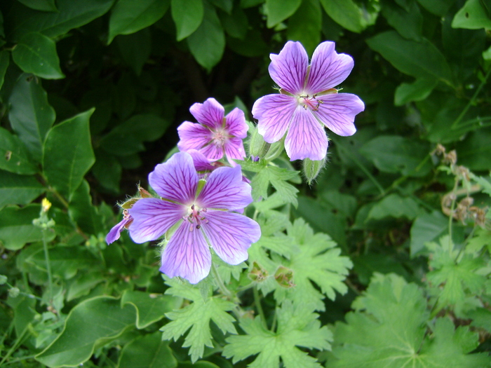 Geranium himalayense 'Irish Blue'