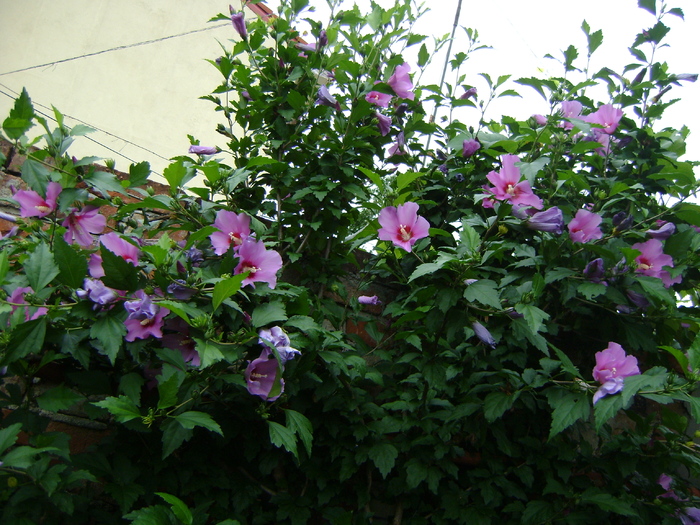 DSC07379