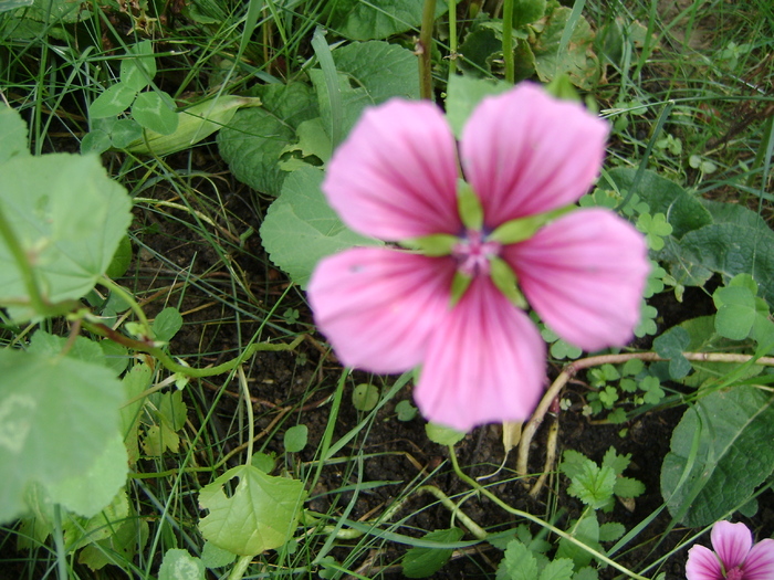 malope