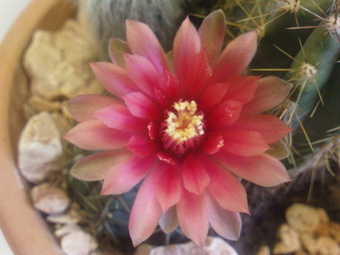 DSC05200 - CACTUSI 2010