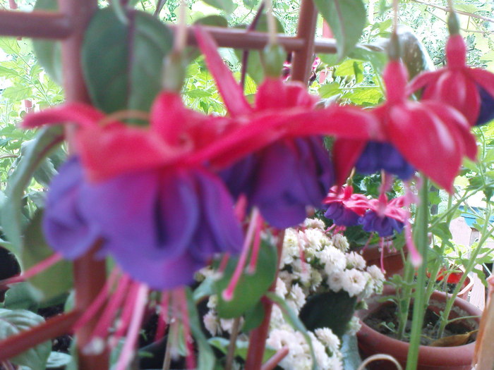 DSC03348 - FUCHSIA 2o10