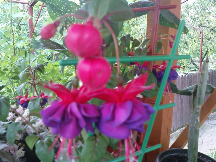 DSC03388 - FUCHSIA 2o10