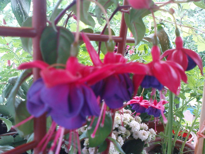 DSC03389 - FUCHSIA 2o10