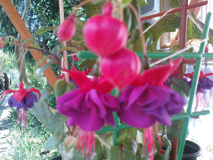 DSC03416 - FUCHSIA 2o10