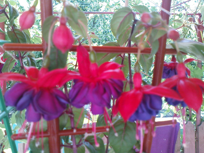 DSC03417 - FUCHSIA 2o10