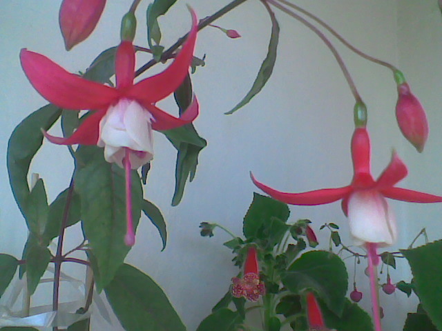 Imag003 - FUCHSIA 2o10