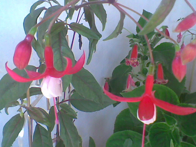 Imag002 - FUCHSIA 2o10