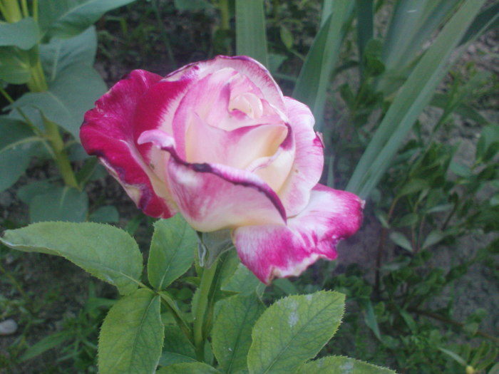 DSC05390