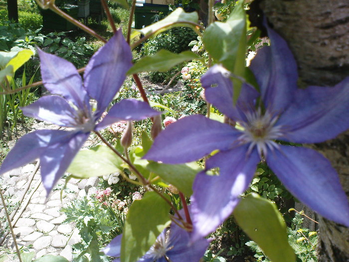 DSC05022 - CLEMATITE 2010