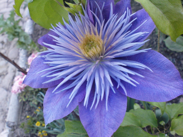 DSC04100 - CLEMATITE 2010