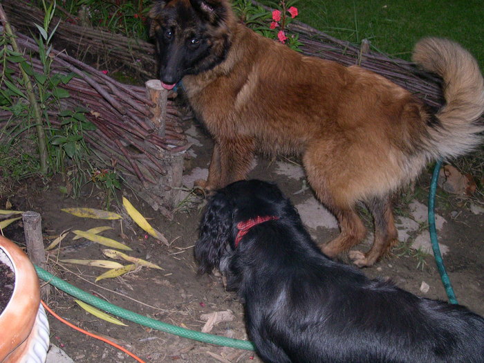 DSCN3812 - REX si BLACKY prima zi impreuna