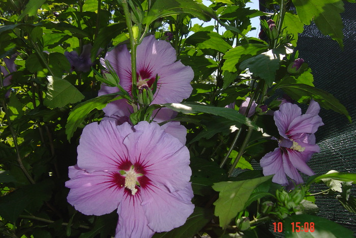 hibiscus de gradina - 09-2012-HIBISCUS