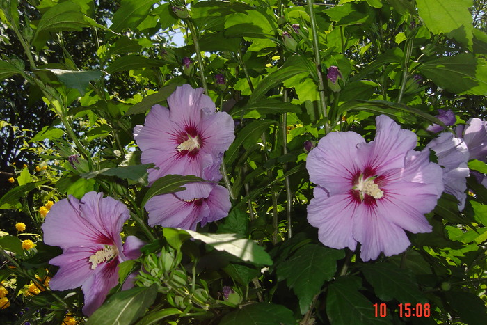 poze noi 631 - 09-2012-HIBISCUS