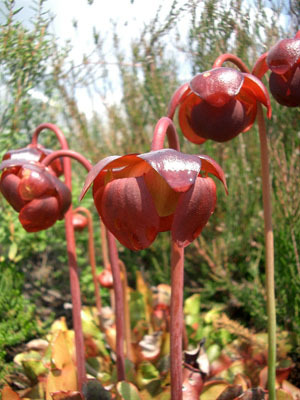 8%20graines%20de%20SARRACENIA%20PURPUREA%20PLANTE%20CARNIVORE%20G171[2] - plante carnivore