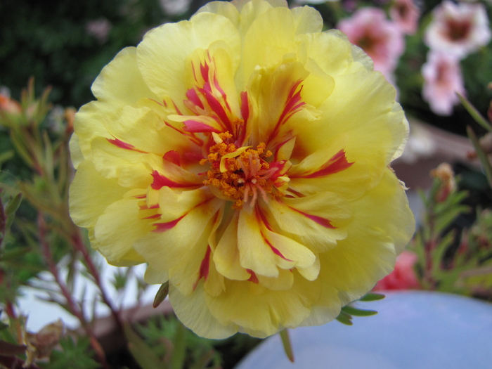 Portulaca 10 iul 2010 (4)