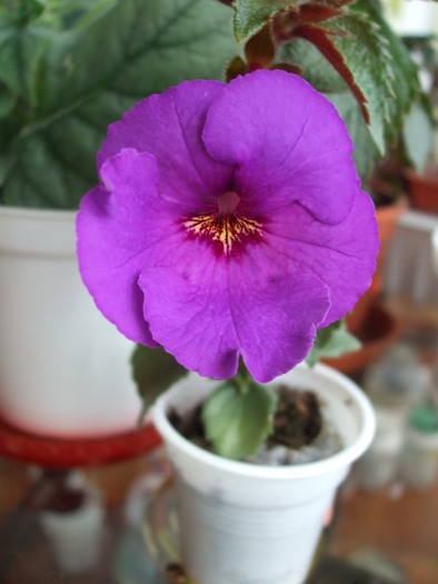 crummock water - achimenes