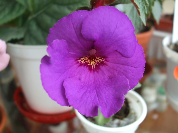 DSCF7744 - achimenes