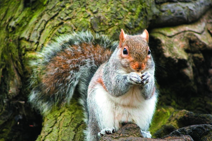 squirrel-tail - veverite