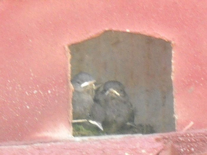 .  noi mancam numai viermusi....