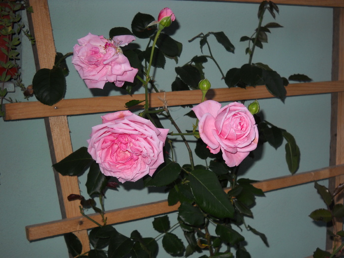 trei roze si un boboc