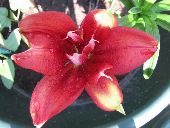 Crin Cocktail Twins 11 iul 2010 (2)