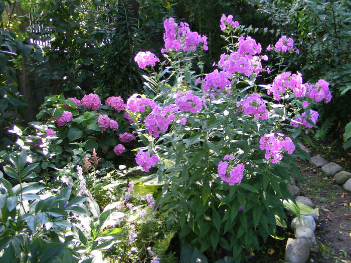 Hortensia si Phlox - flori si animale 2010