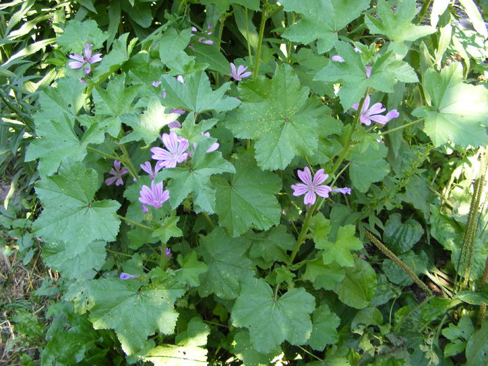 alteler 064