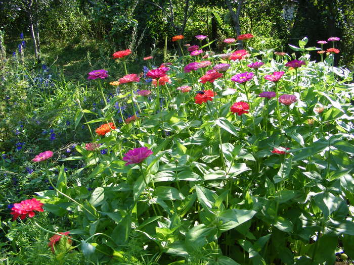 alteler 081 - flori si animale 2010