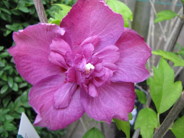 Hibiscus gr. Syriacus Purple Ruffles 10 iul 2010 (2) - hibiscus gradina