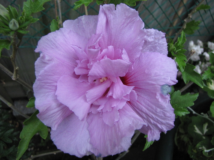 Hibiscus gr. Syriacus White Chiffon 11 iul 2010