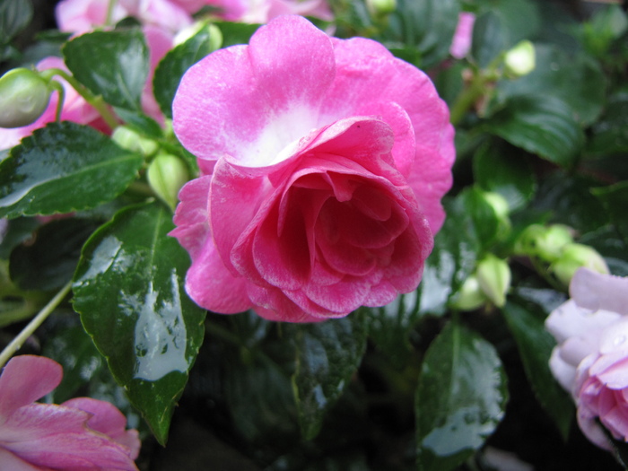 Impatiens 11 iul 2010 (2) - impatiens