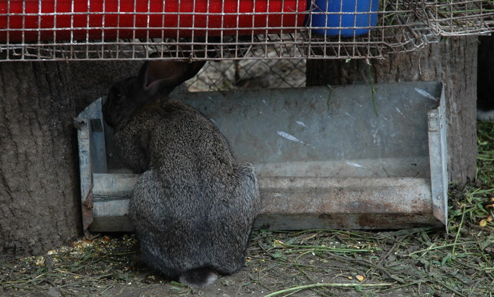 1 - iepurii lui razvan   -2010