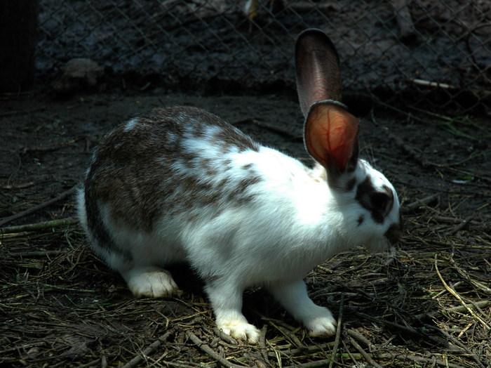 1 (3) - iepurii lui razvan   -2010