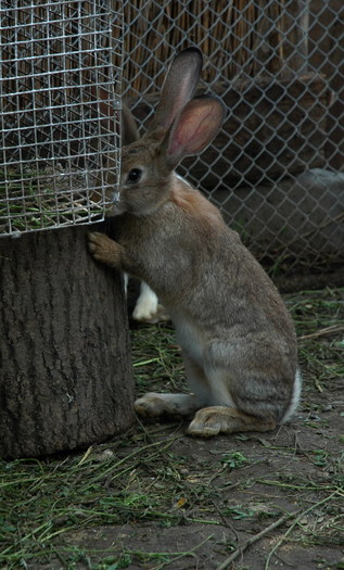 1 (5) - iepurii lui razvan   -2010