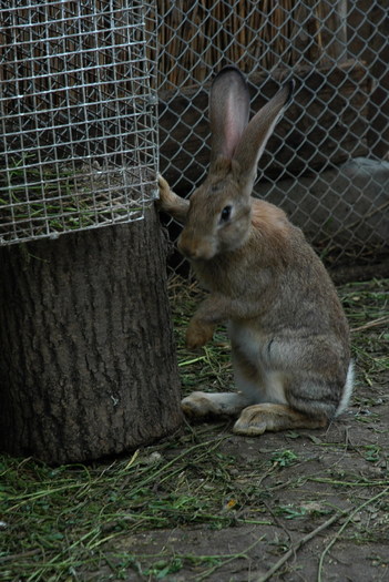 1 (6) - iepurii lui razvan   -2010