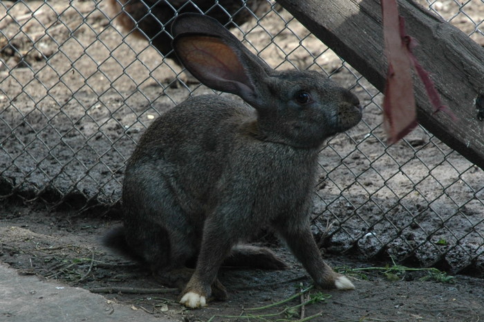 1 (10) - iepurii lui razvan   -2010