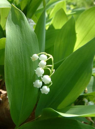 convallaria-majalis-lacramioare1 - concurs 6