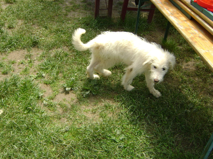 DSC00469; blanca CIOBANESC MIORITIC
