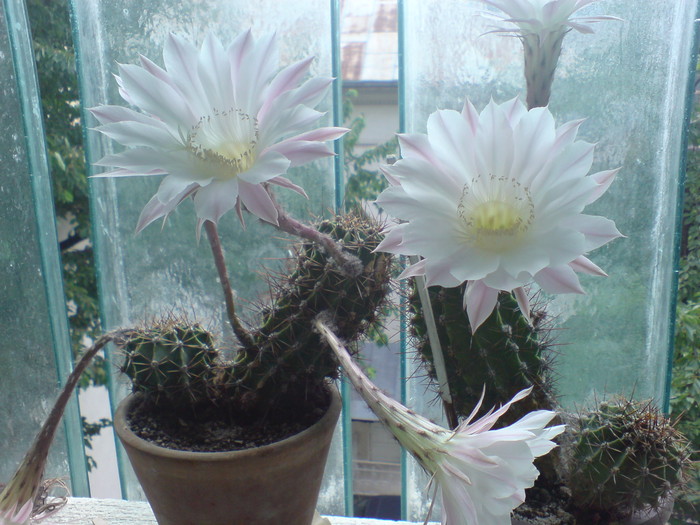 Echinopsis - Cactusi