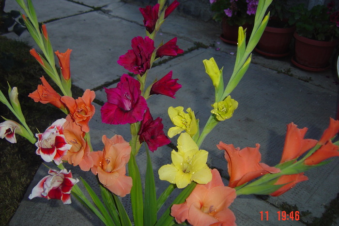 poze noi 654 - GLADIOLE 2010
